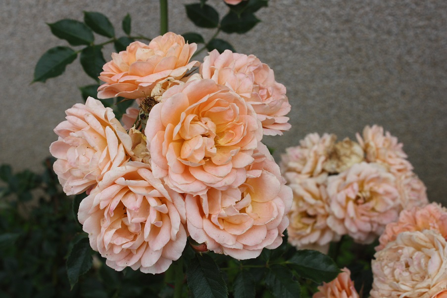 Болгария отели_2012 322.jpg